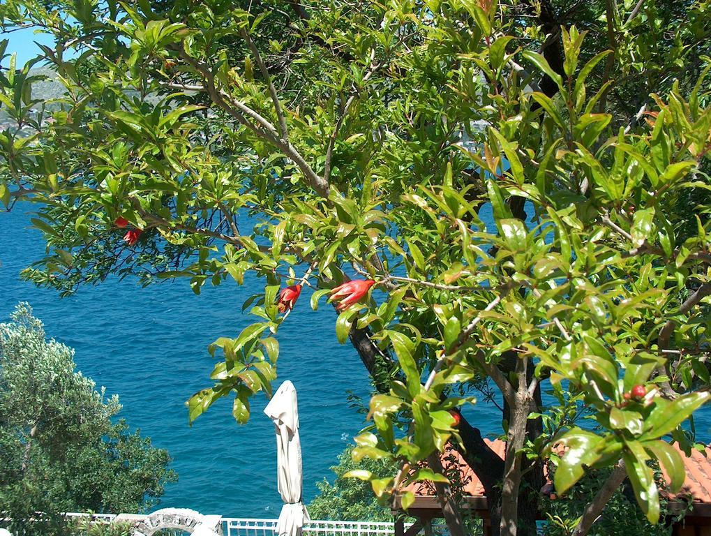 Villa Blanka Donji Okrug  Exterior photo